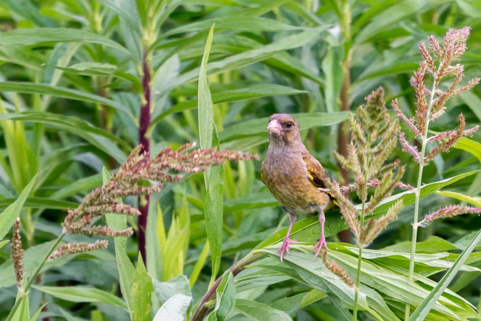 滋賀県湖南市 カワラヒワの写真 by  Lapolapola Birds