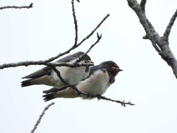 Barn Swallow 羽村堰 Thu, 7/7/2022