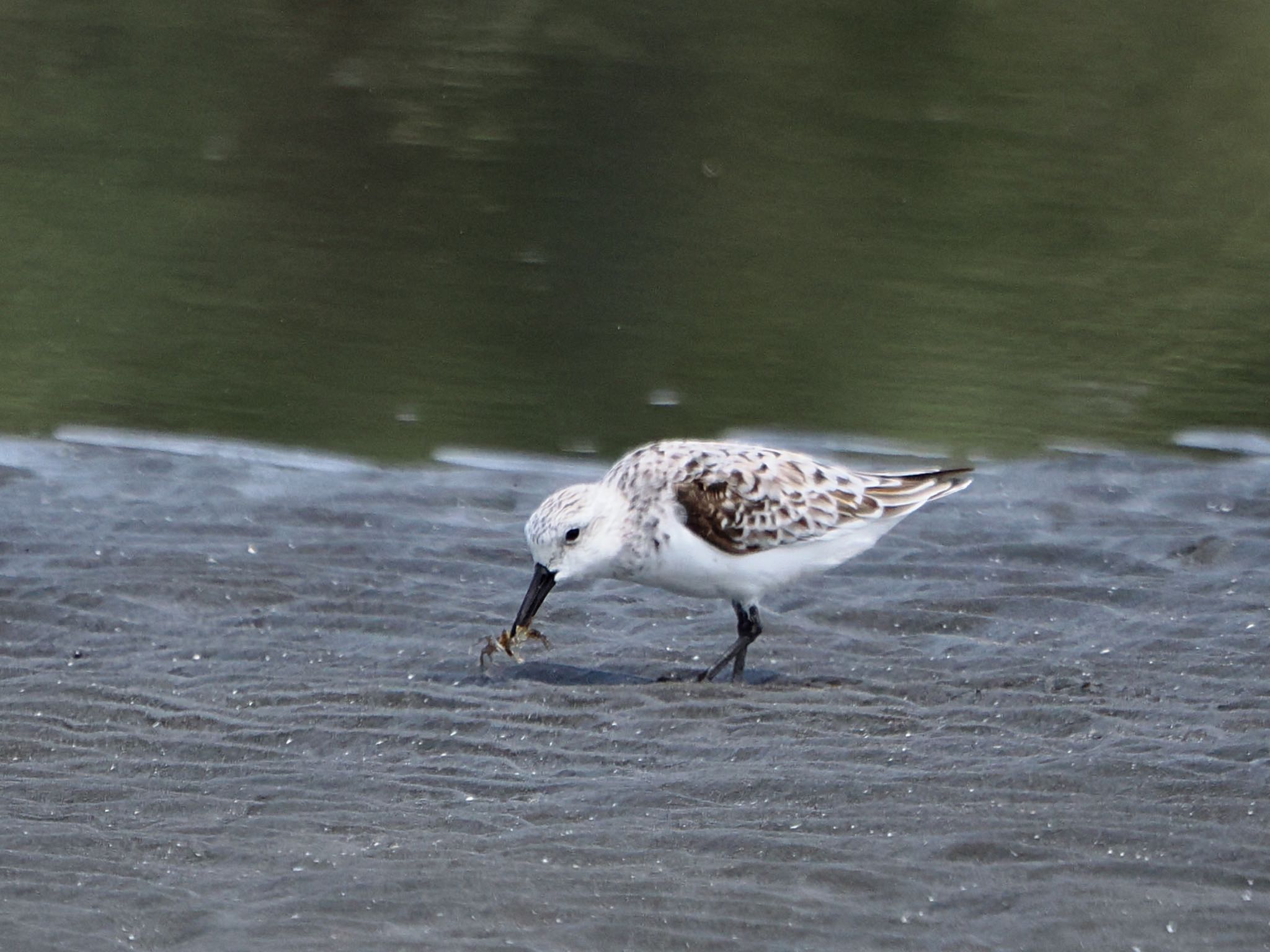 Sanderling