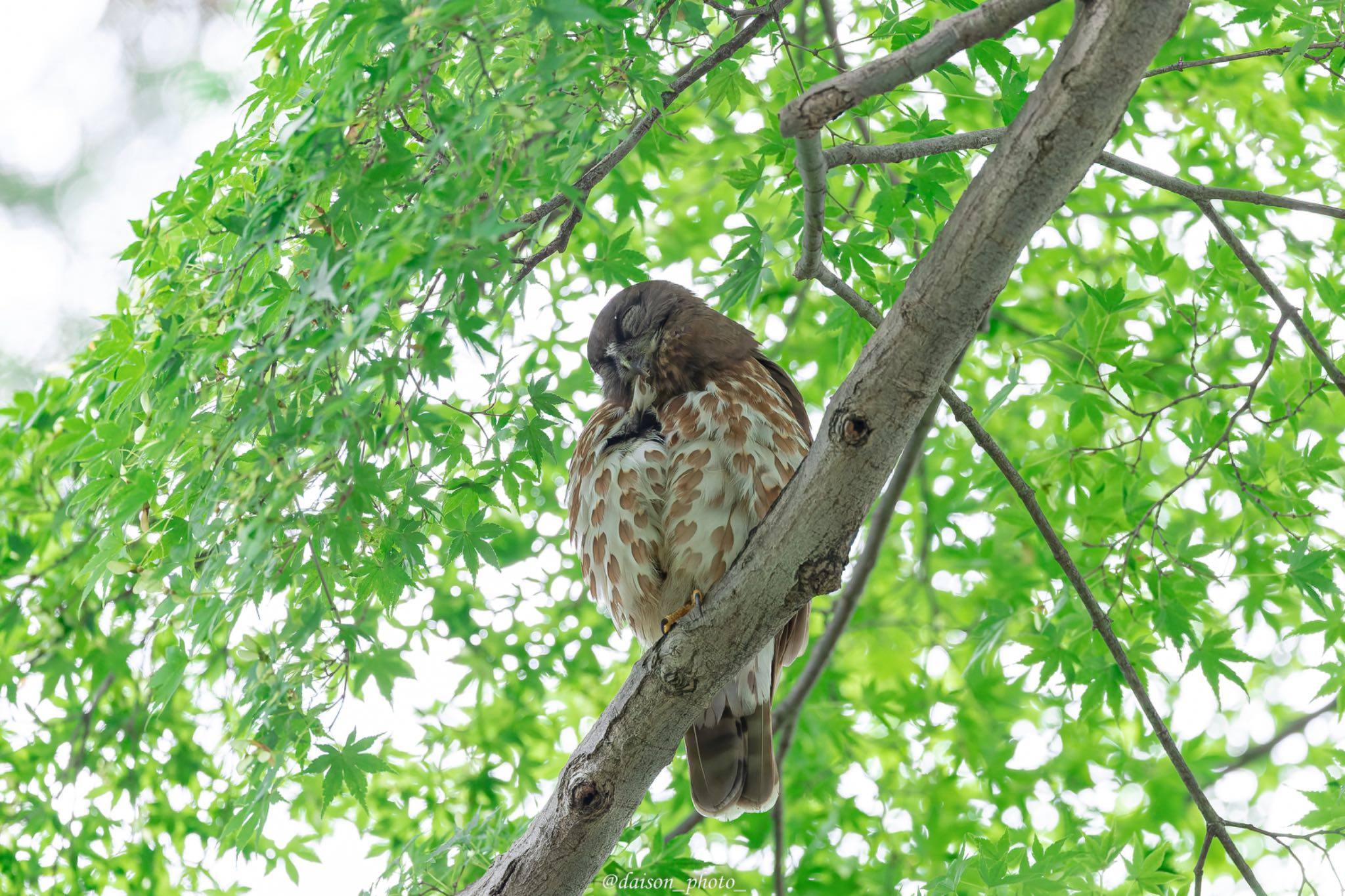 御霊神社(八王子) アオバズクの写真 by Daison