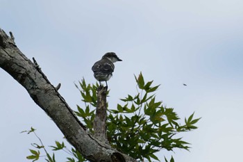 Ashy Minivet 安来市 Thu, 7/7/2022