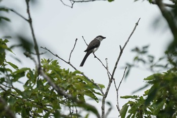 Ashy Minivet 安来市 Thu, 7/7/2022