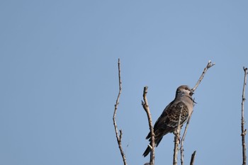 Oriental Turtle Dove 手稲山口バッタ塚 Thu, 7/7/2022