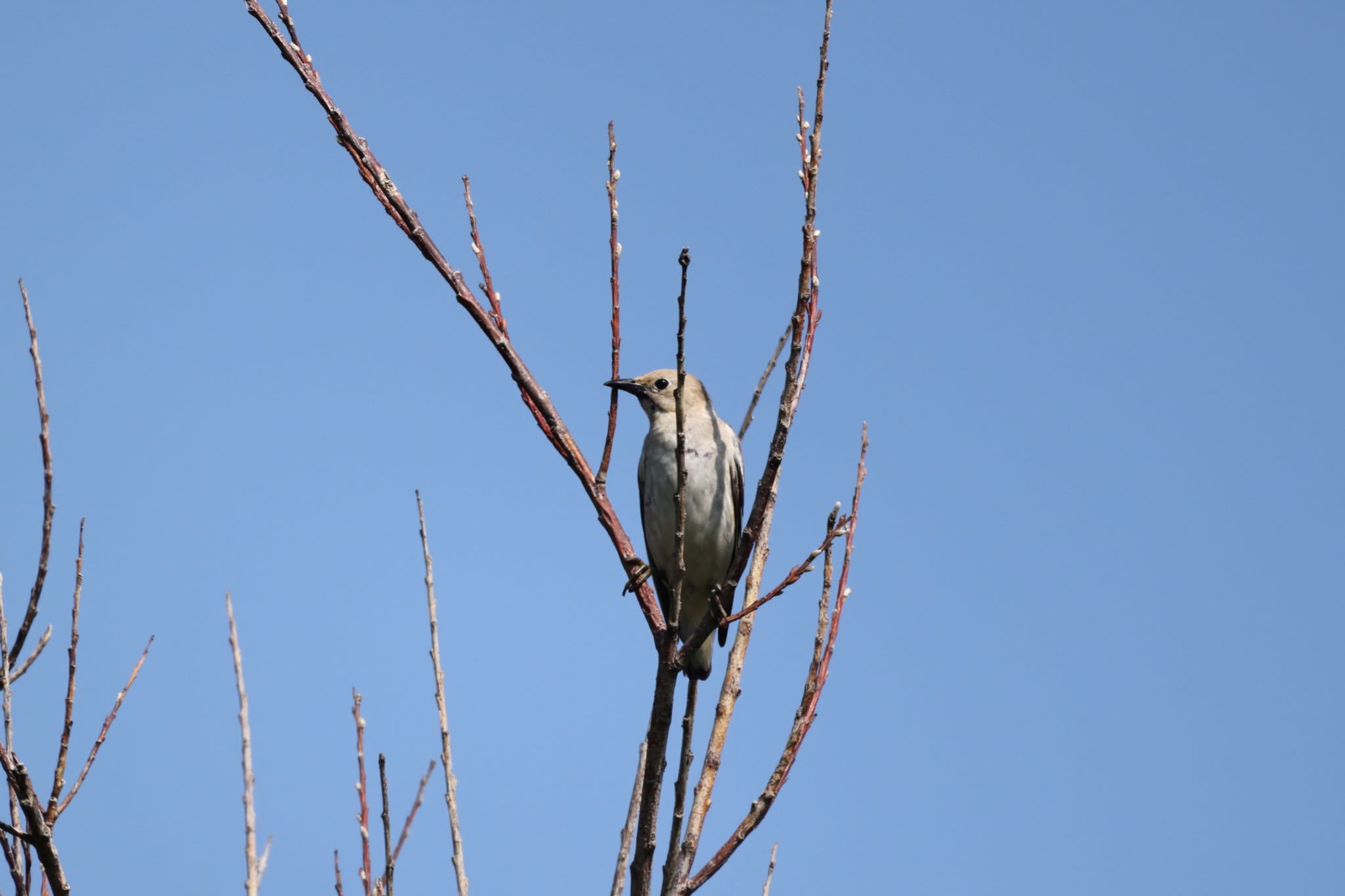 Photo of Chestnut-cheeked Starling at 手稲山口バッタ塚 by will 73