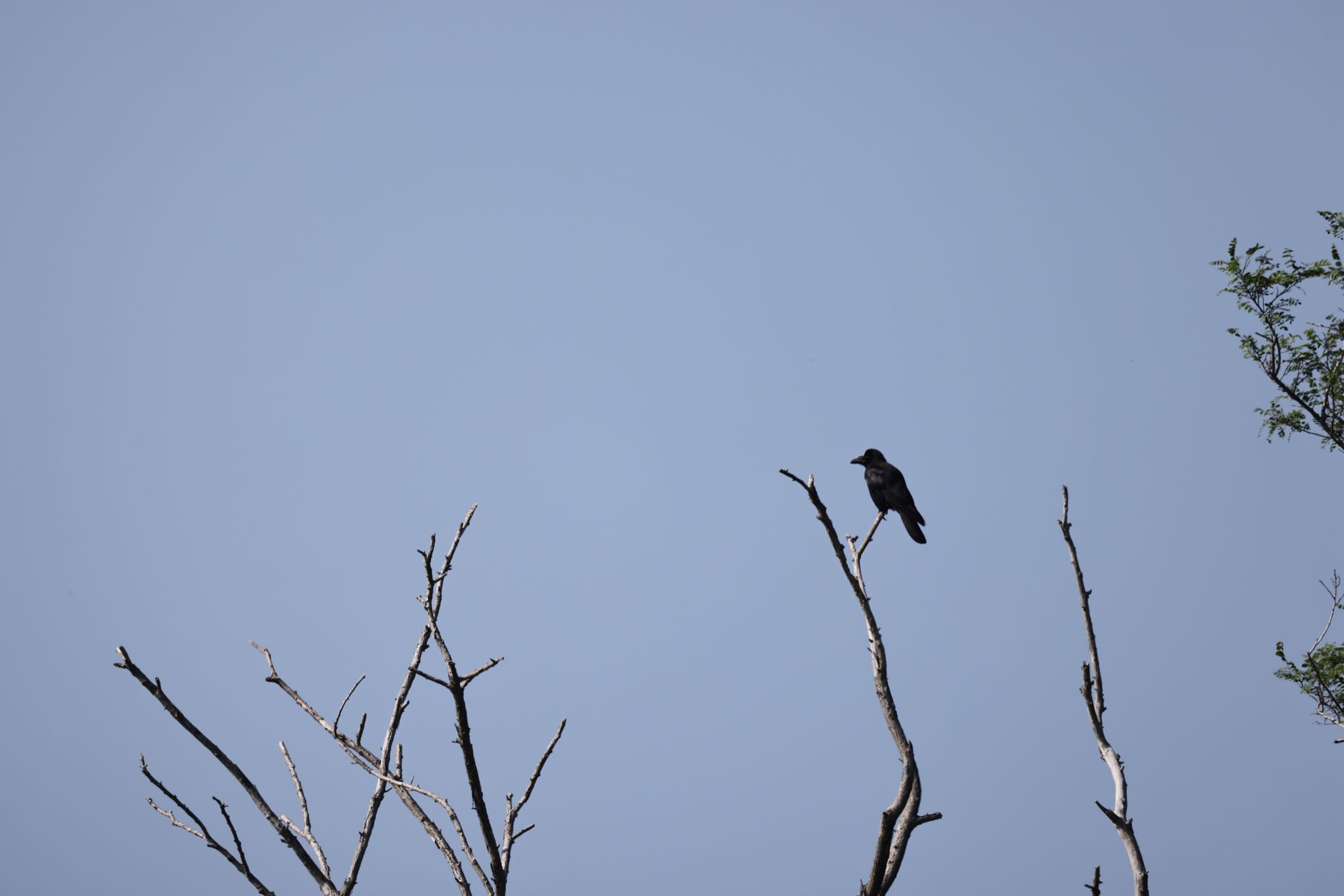 Photo of Large-billed Crow at 手稲山口バッタ塚 by will 73