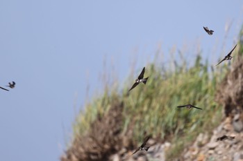 Sand Martin 手稲山口バッタ塚 Thu, 7/7/2022