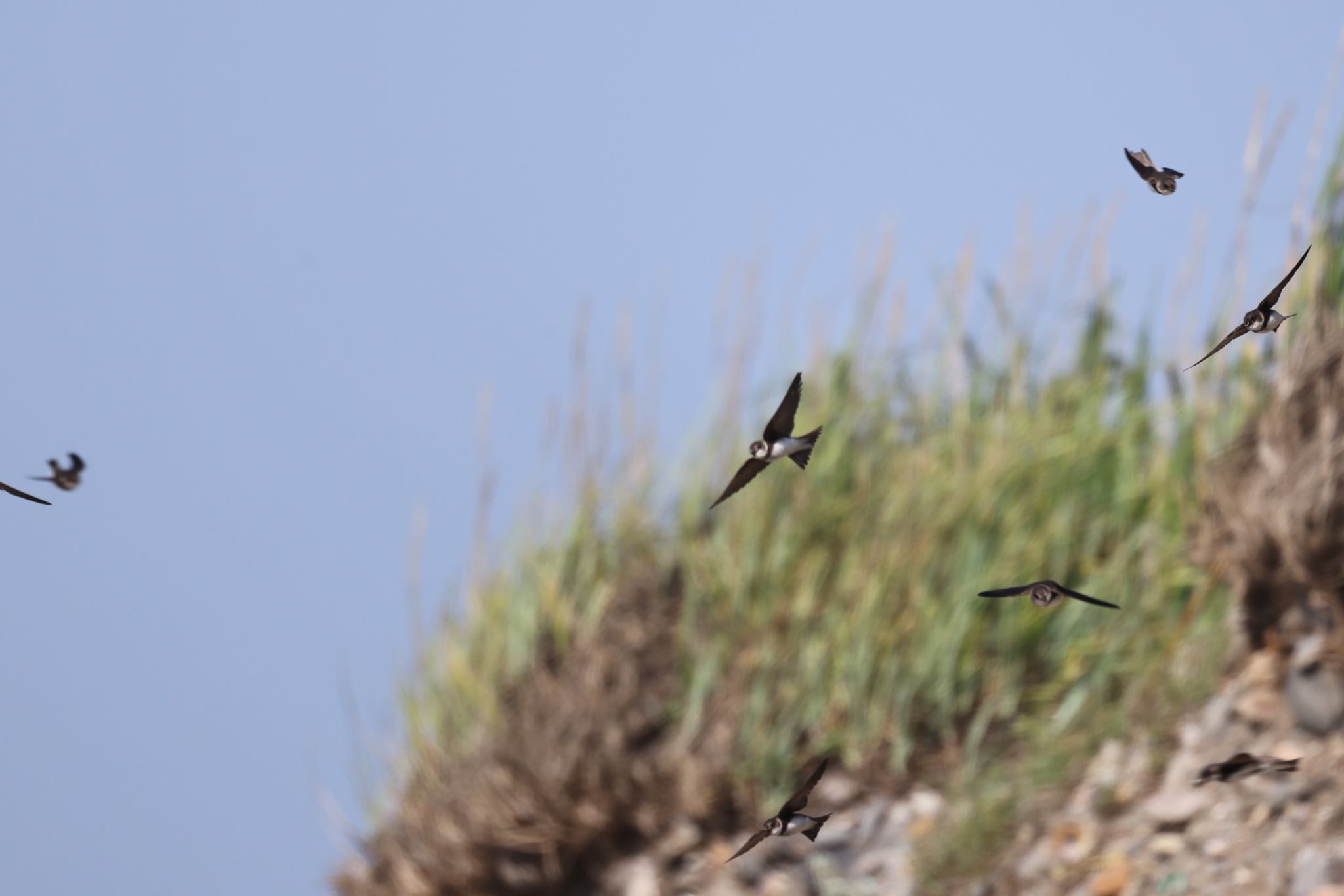 Photo of Sand Martin at 手稲山口バッタ塚 by will 73