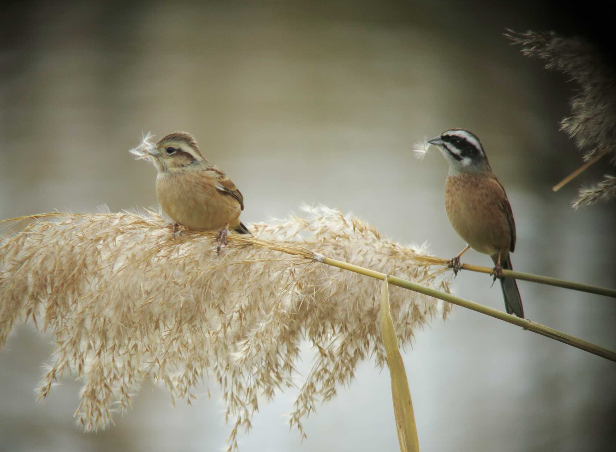 Photo of Meadow Bunting at  by みっちー