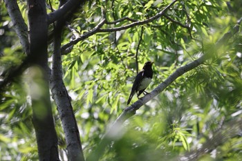 2022年7月7日(木) 手稲山口バッタ塚の野鳥観察記録