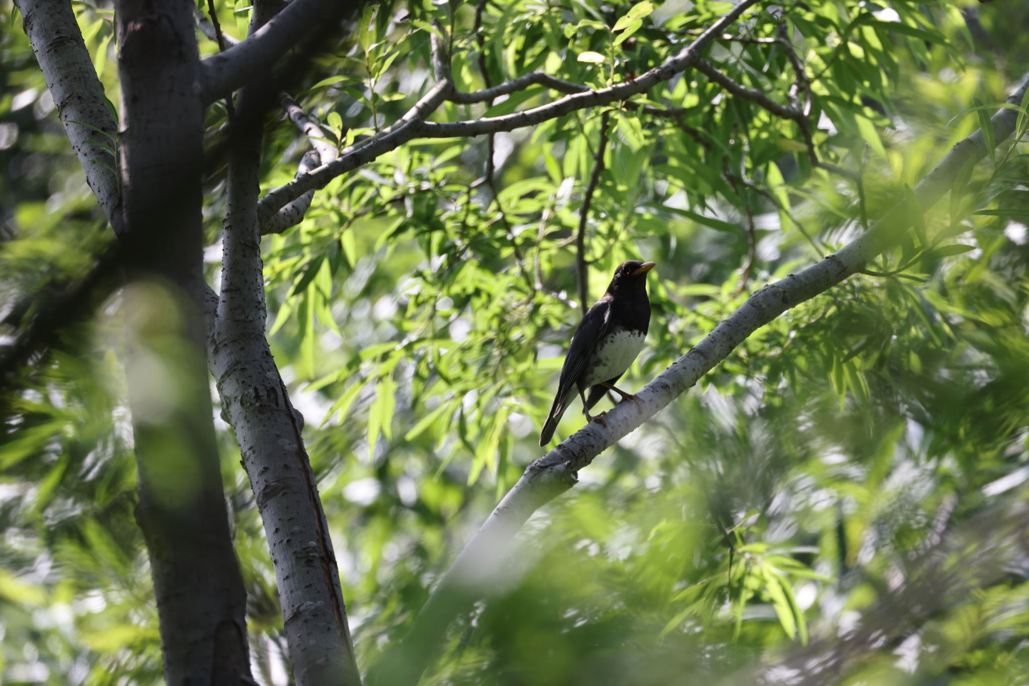 Photo of Japanese Thrush at 手稲山口バッタ塚 by will 73