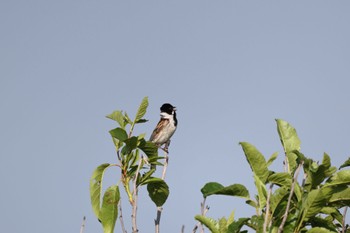 Common Reed Bunting はまなすの丘公園(石狩市) Thu, 7/7/2022