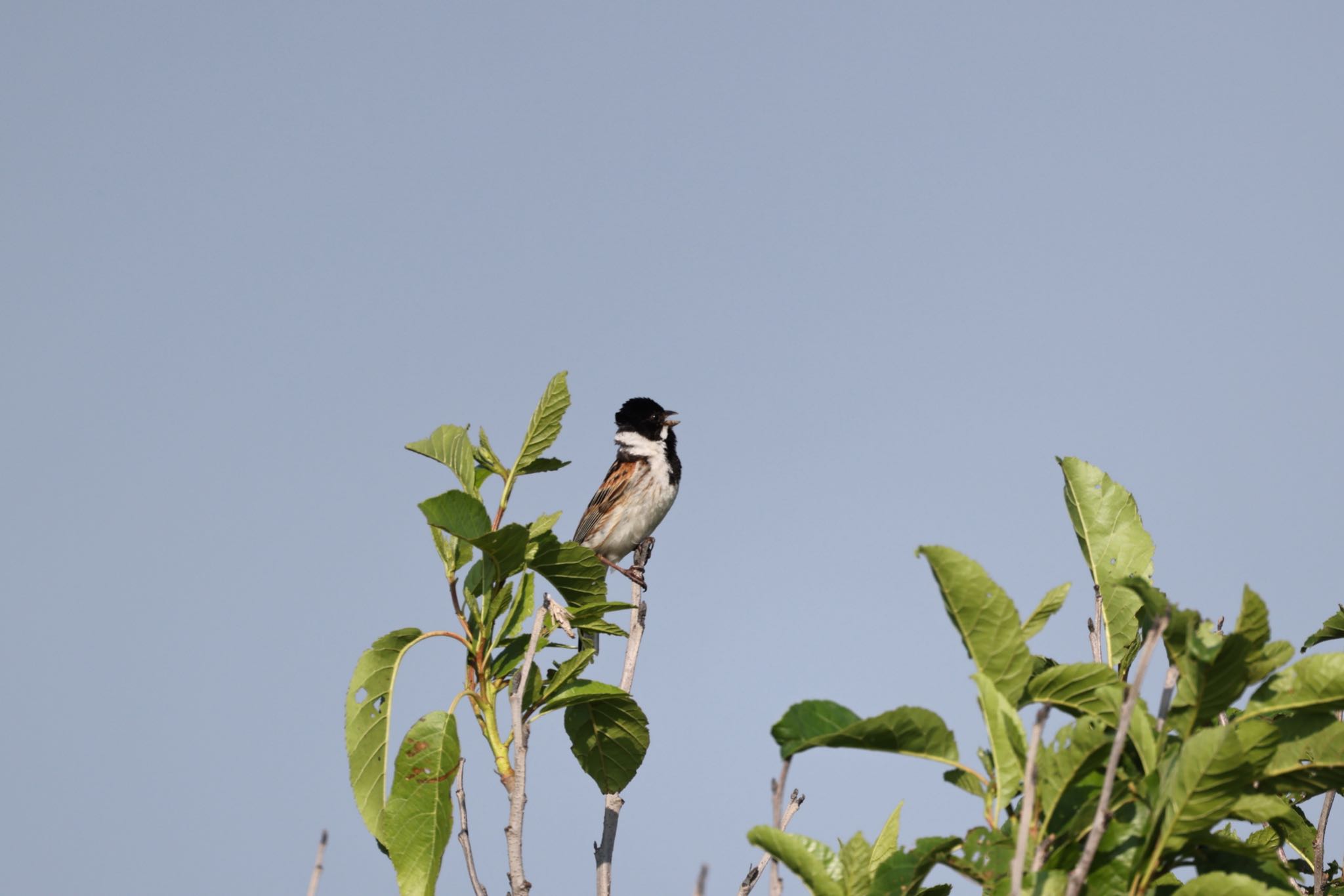 Photo of Common Reed Bunting at はまなすの丘公園(石狩市) by will 73