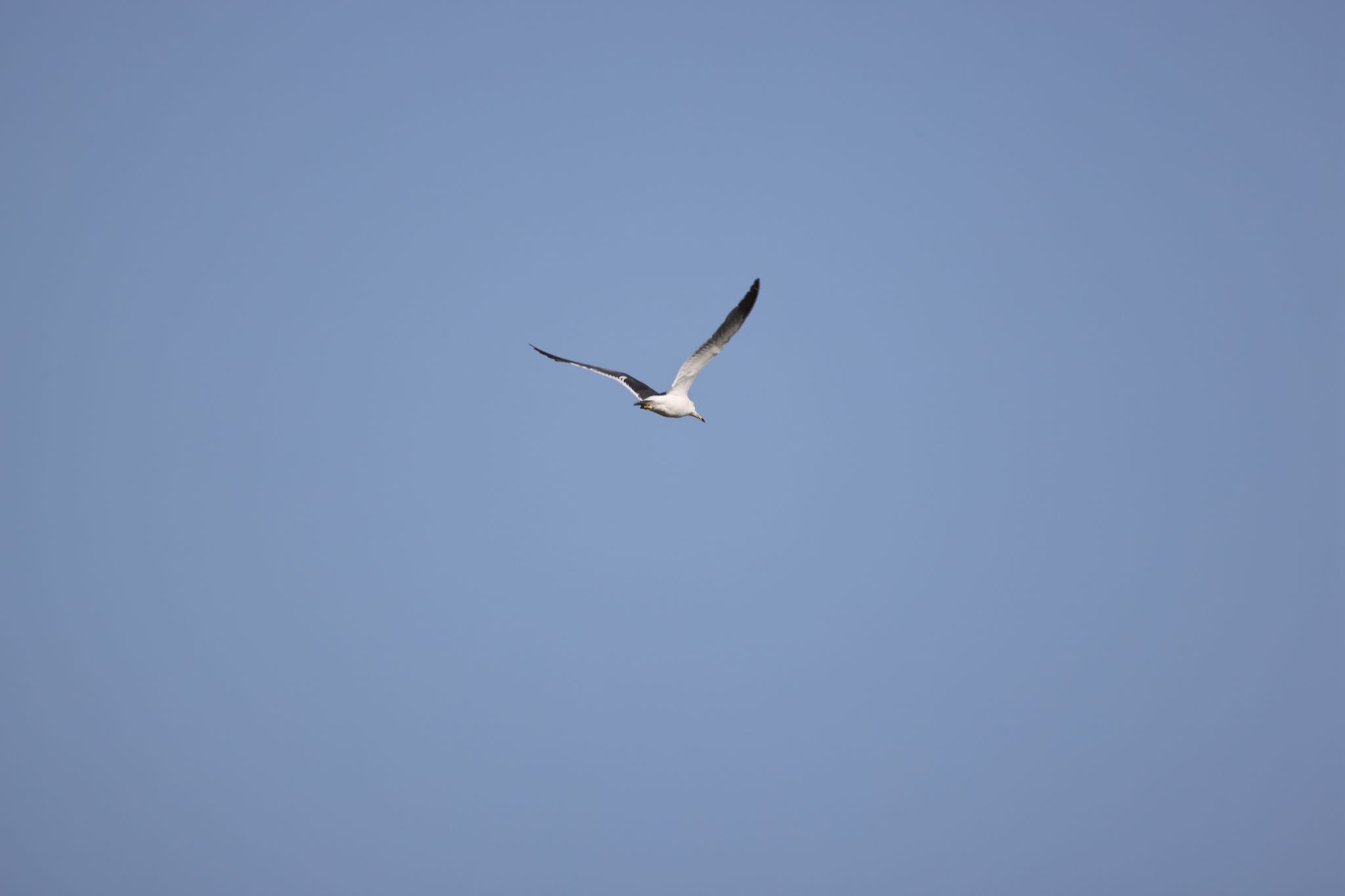 Black-tailed Gull