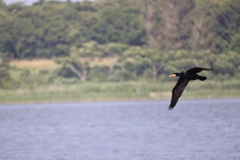 カワウ はまなすの丘公園(石狩市) 2022年7月7日(木)