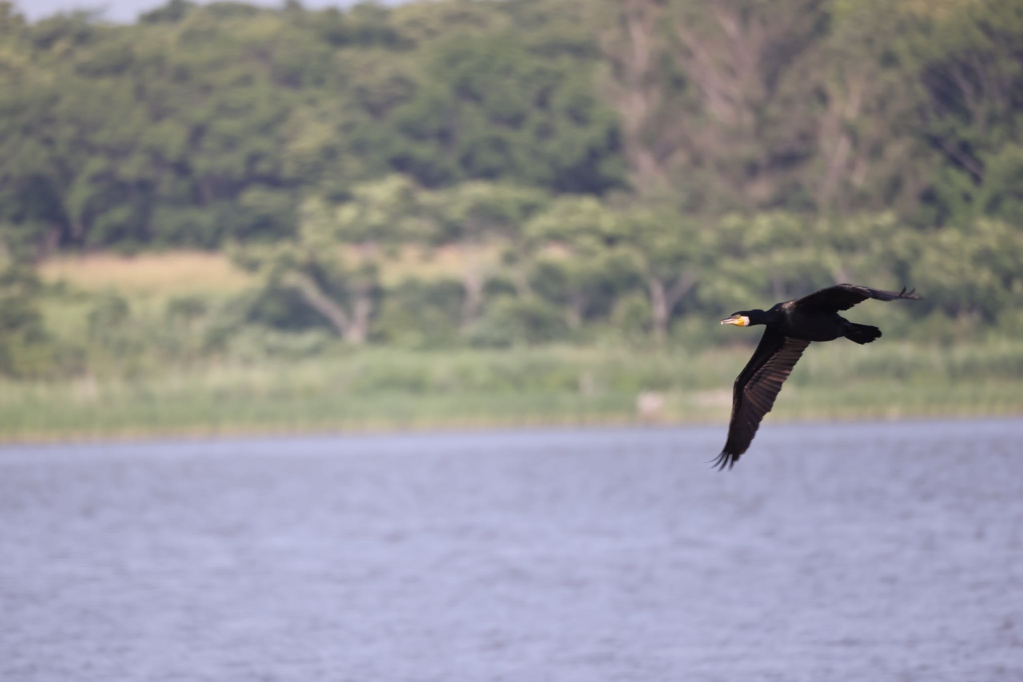 Great Cormorant