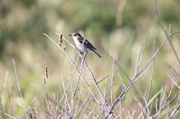 Amur Stonechat はまなすの丘公園(石狩市) Thu, 7/7/2022