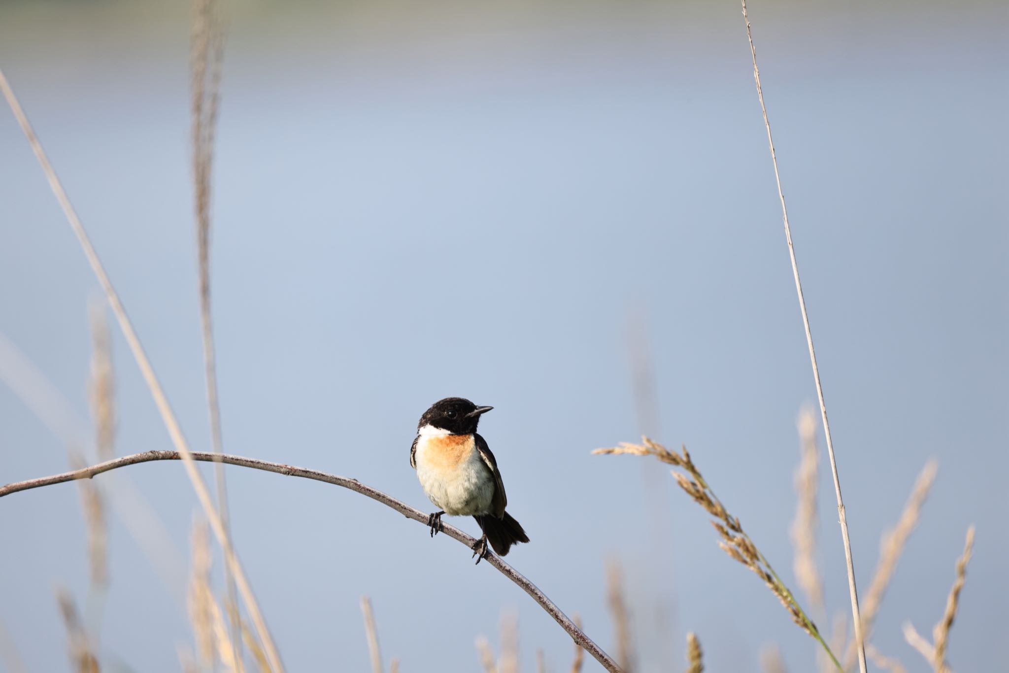 Photo of Amur Stonechat at はまなすの丘公園(石狩市) by will 73