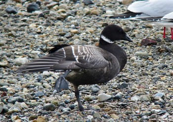 Brant Goose Unknown Spots Sun, 1/22/2017