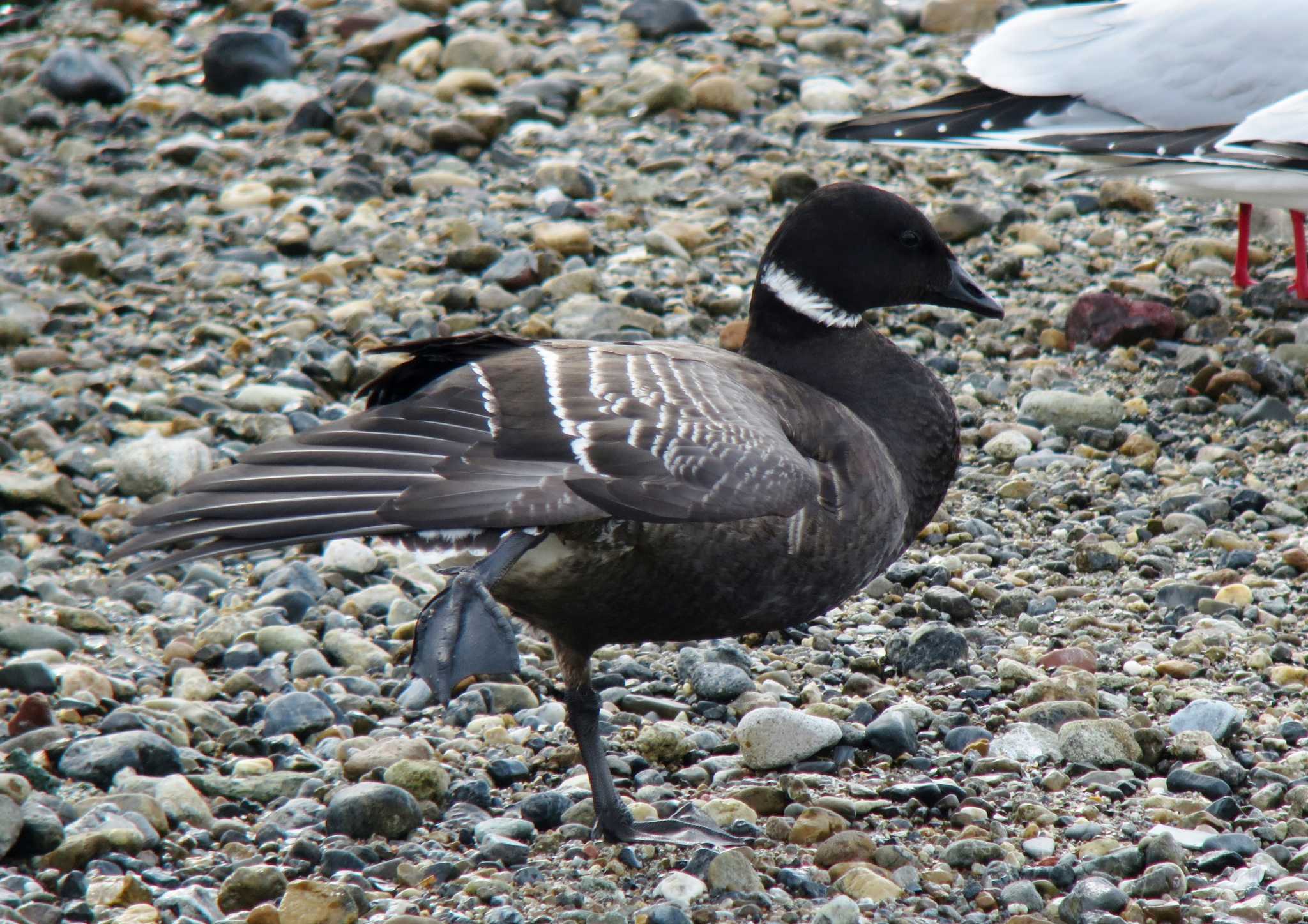 Photo of Brant Goose at  by みっちー