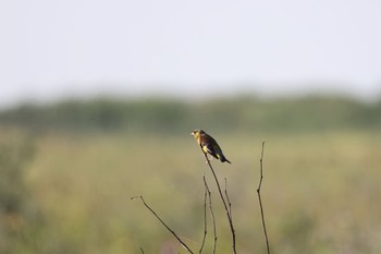 Grey-capped Greenfinch はまなすの丘公園(石狩市) Thu, 7/7/2022