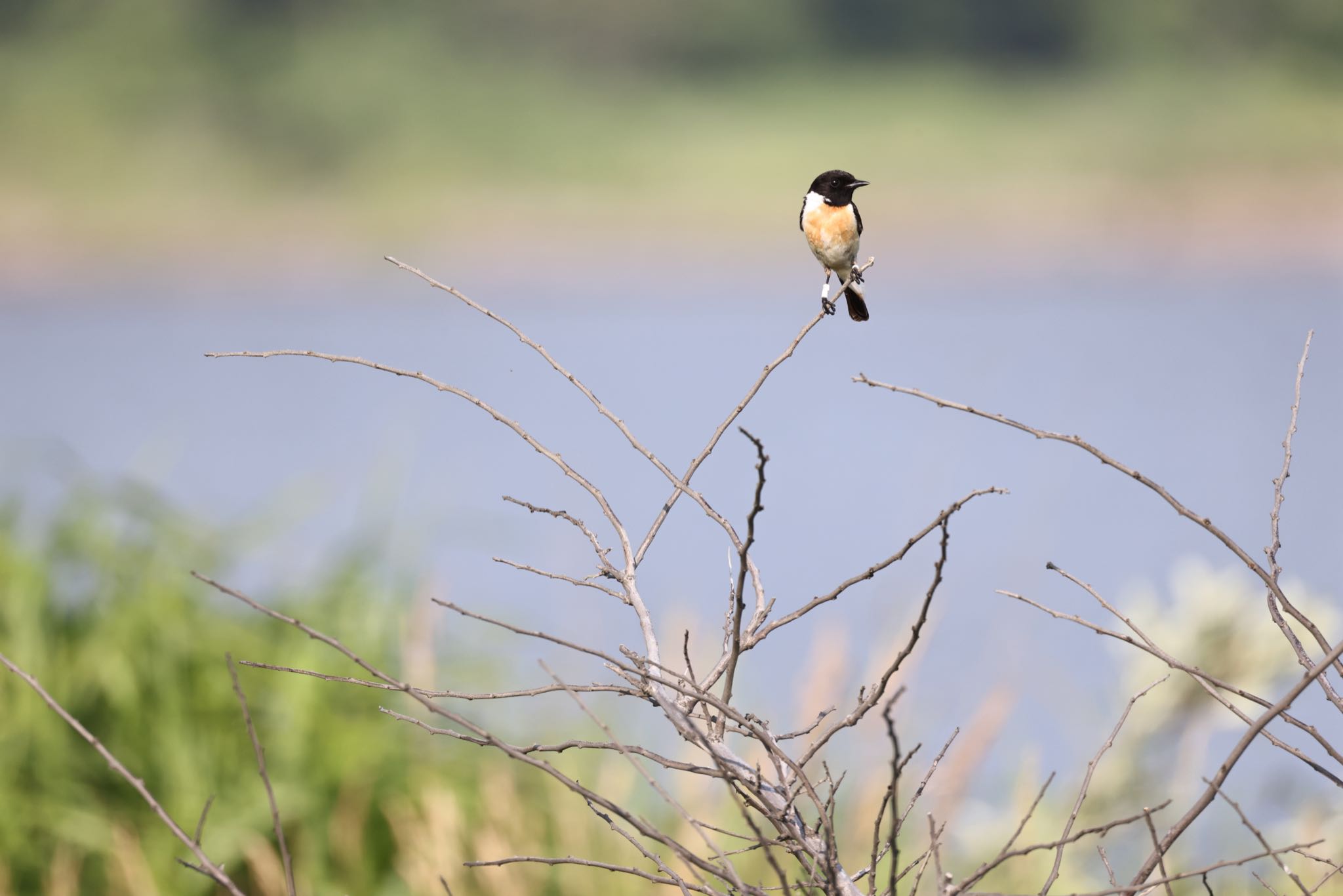 Amur Stonechat