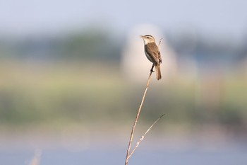 Black-browed Reed Warbler はまなすの丘公園(石狩市) Thu, 7/7/2022