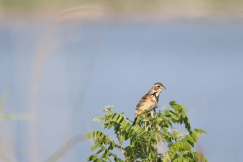 Chestnut-eared Bunting はまなすの丘公園(石狩市) Thu, 7/7/2022