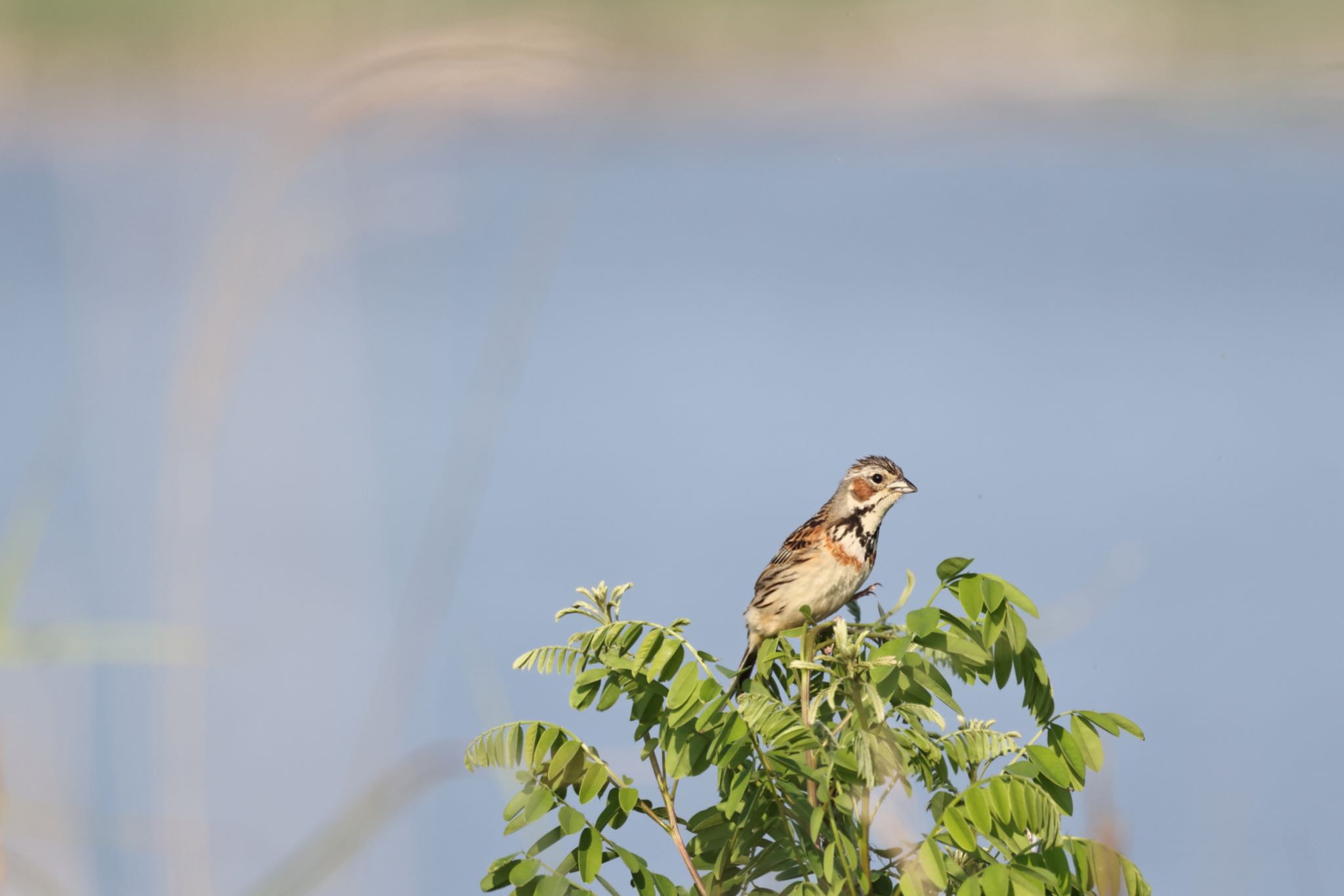 Photo of Chestnut-eared Bunting at はまなすの丘公園(石狩市) by will 73