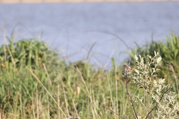 Siberian Rubythroat はまなすの丘公園(石狩市) Thu, 7/7/2022