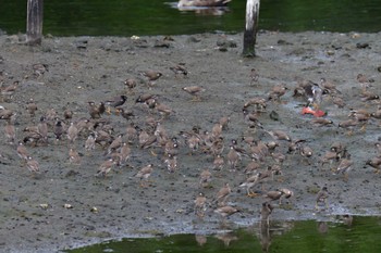 ムクドリ 長浜公園 2022年7月7日(木)