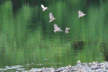 2022年7月7日(木) 長浜公園の野鳥観察記録