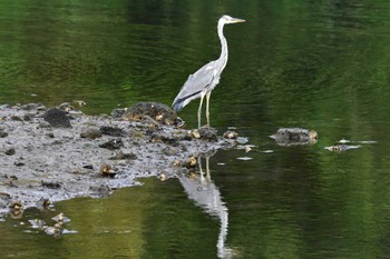 アオサギ 長浜公園 2022年7月7日(木)