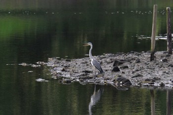 アオサギ 長浜公園 2022年7月7日(木)