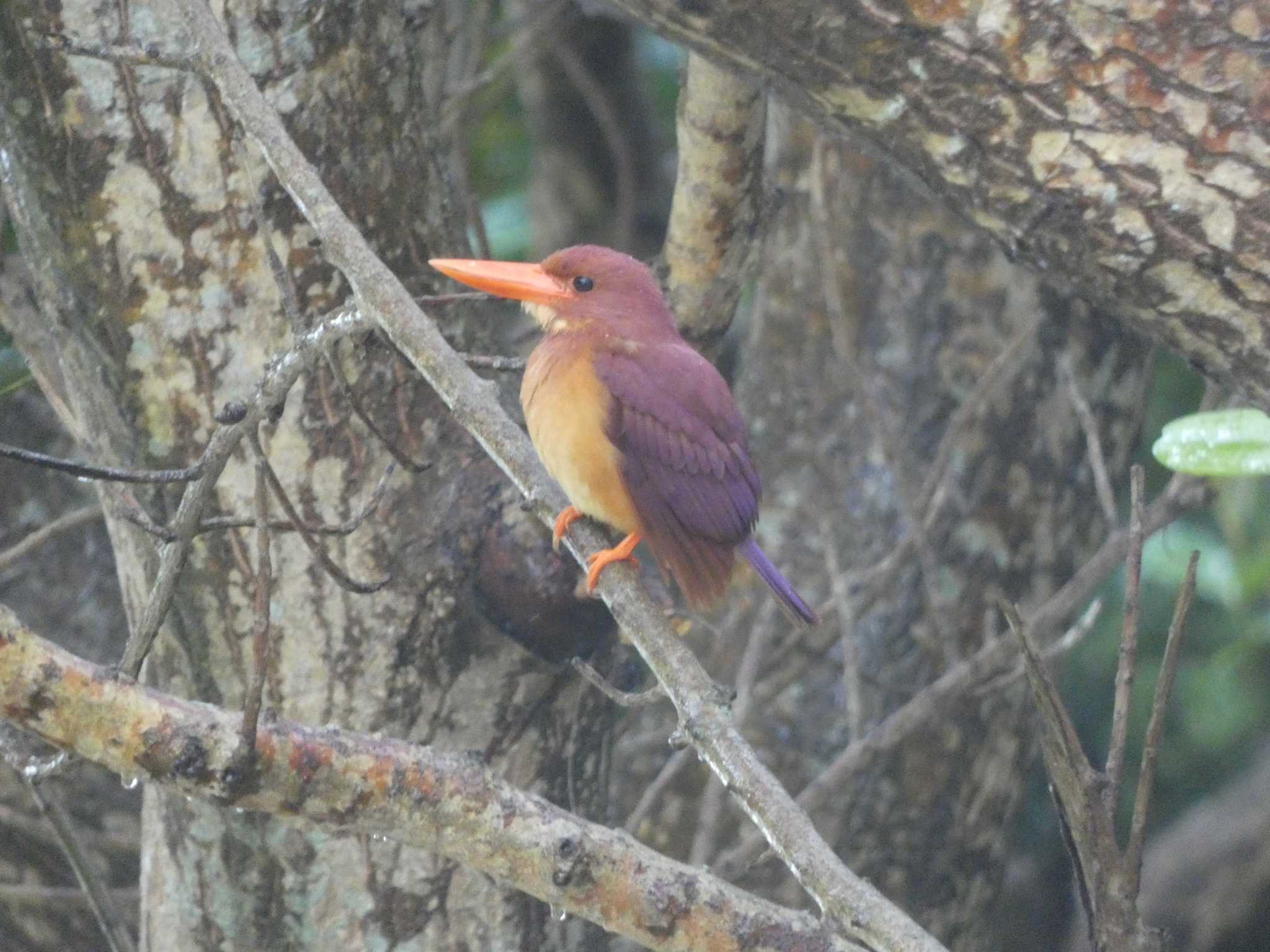 リュウキュウアカショウビン