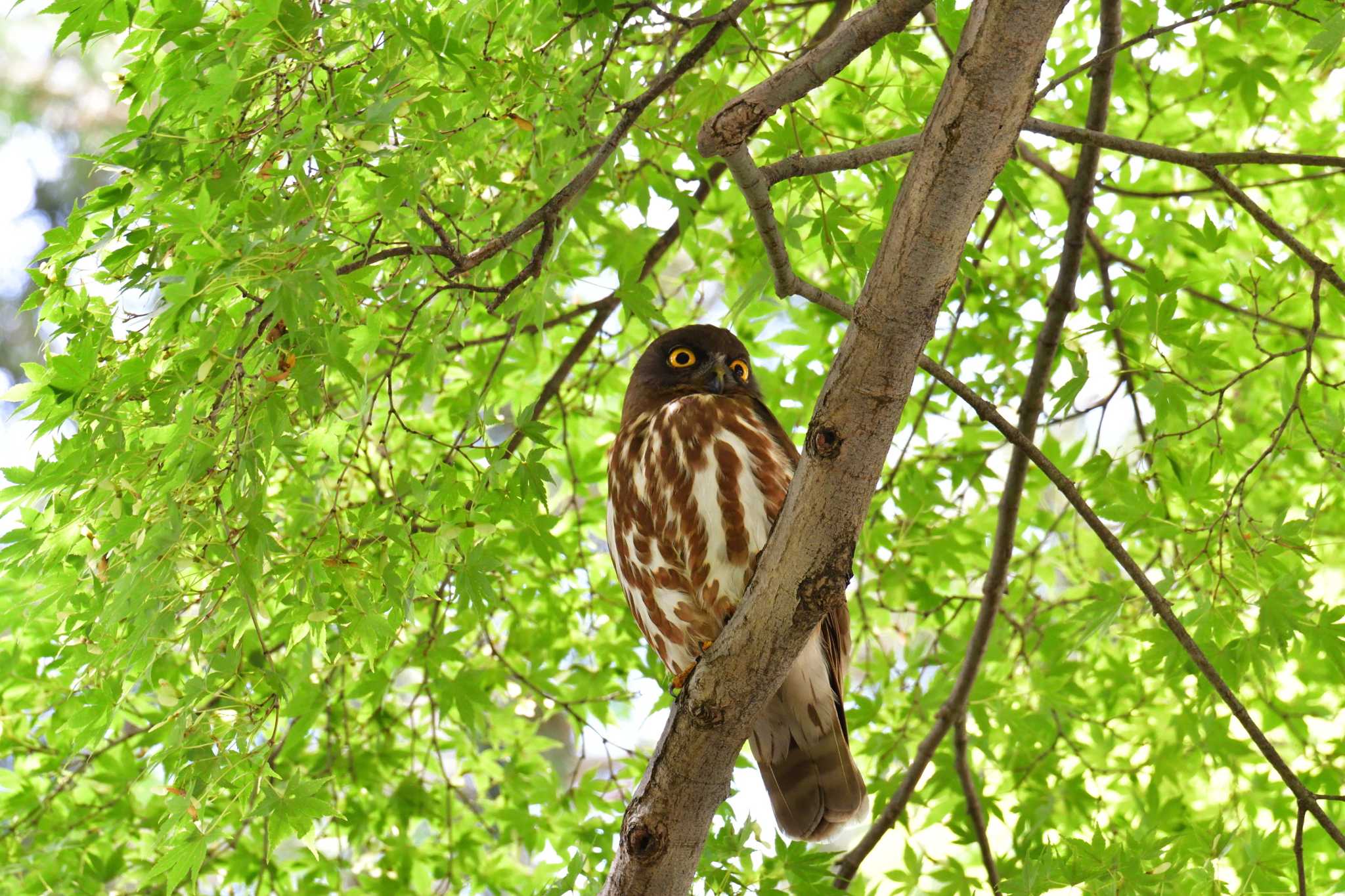 八王子御霊神社 アオバズクの写真 by やなさん