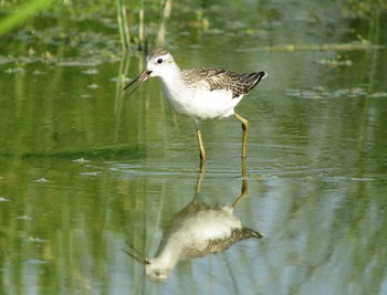 Marsh Sandpiper Unknown Spots Tue, 8/23/2016