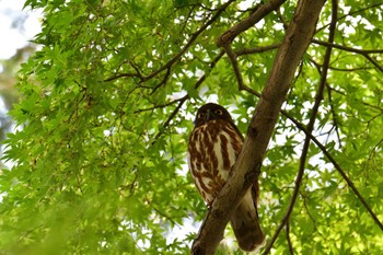 アオバズク 八王子御霊神社 2022年7月7日(木)