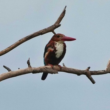 White-throated Kingfisher Bang Phra Non-Hunting area Sat, 7/2/2022