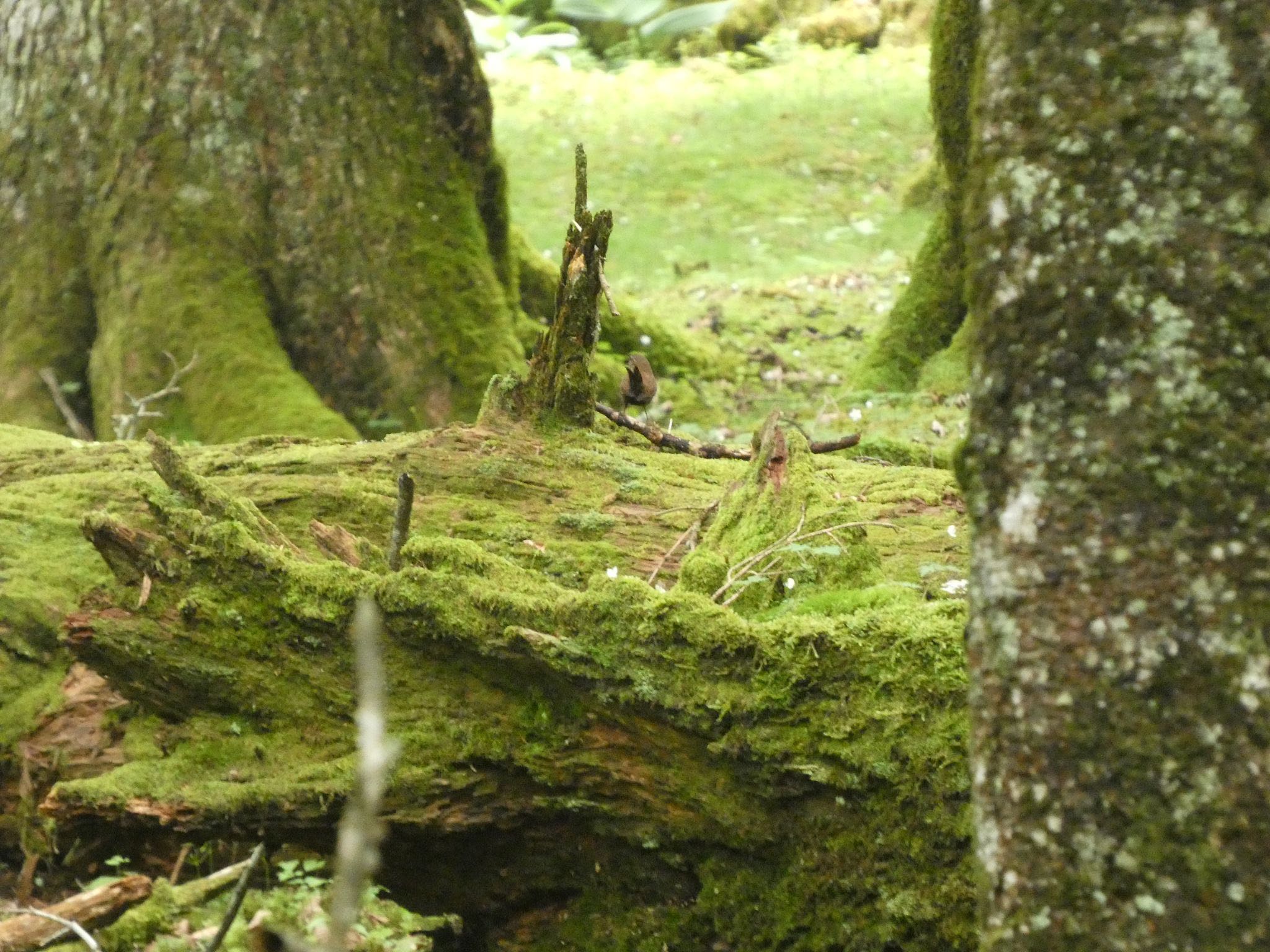 Eurasian Wren