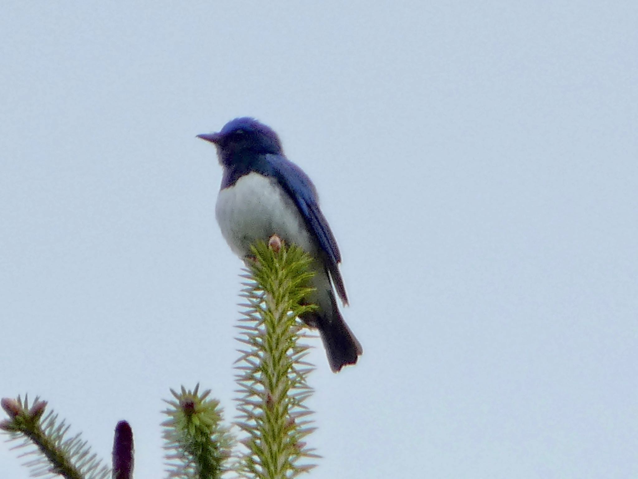 Blue-and-white Flycatcher