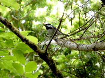 2022年6月12日(日) 水ヶ塚公園の野鳥観察記録