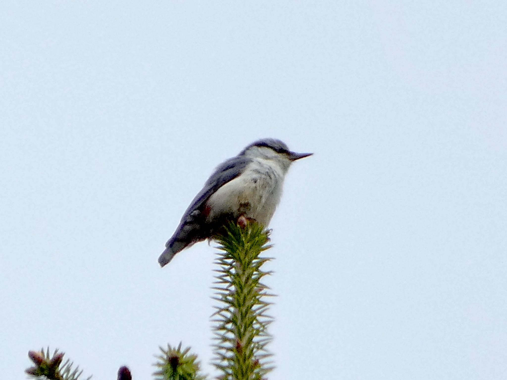 Eurasian Nuthatch