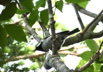 Coal Tit 水ヶ塚公園 Sun, 6/12/2022