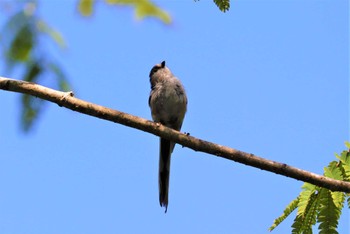 Thu, 7/7/2022 Birding report at 海上の森