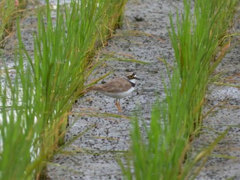 コチドリ 浮島ヶ原自然公園 2022年7月7日(木)