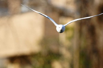 Black-headed Gull Nogawa Unknown Date