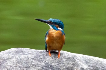 Common Kingfisher 多摩市 Sun, 7/3/2022