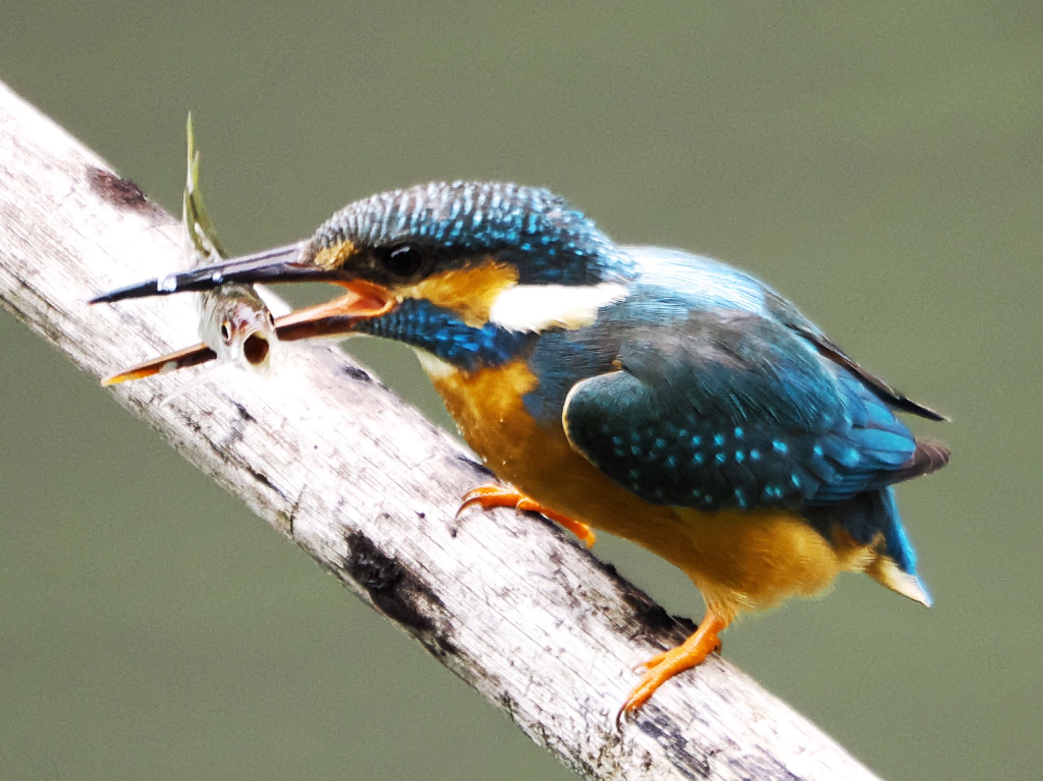 Common Kingfisher