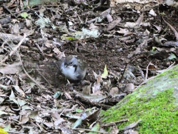 Australian Logrunner O'Reilly's Rainforest Retreat Thu, 6/30/2022