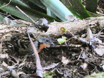 Australian Logrunner O'Reilly's Rainforest Retreat Thu, 6/30/2022